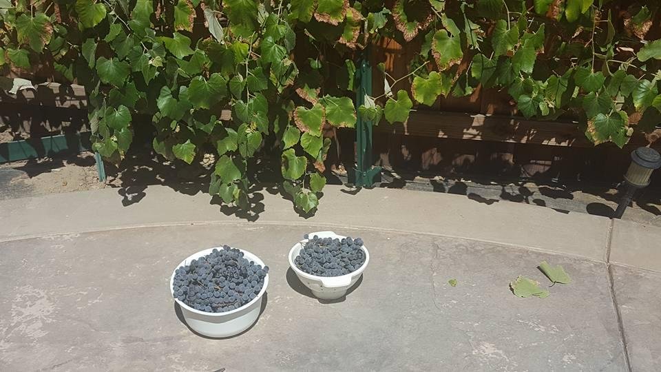 the first fruit this year is abundant