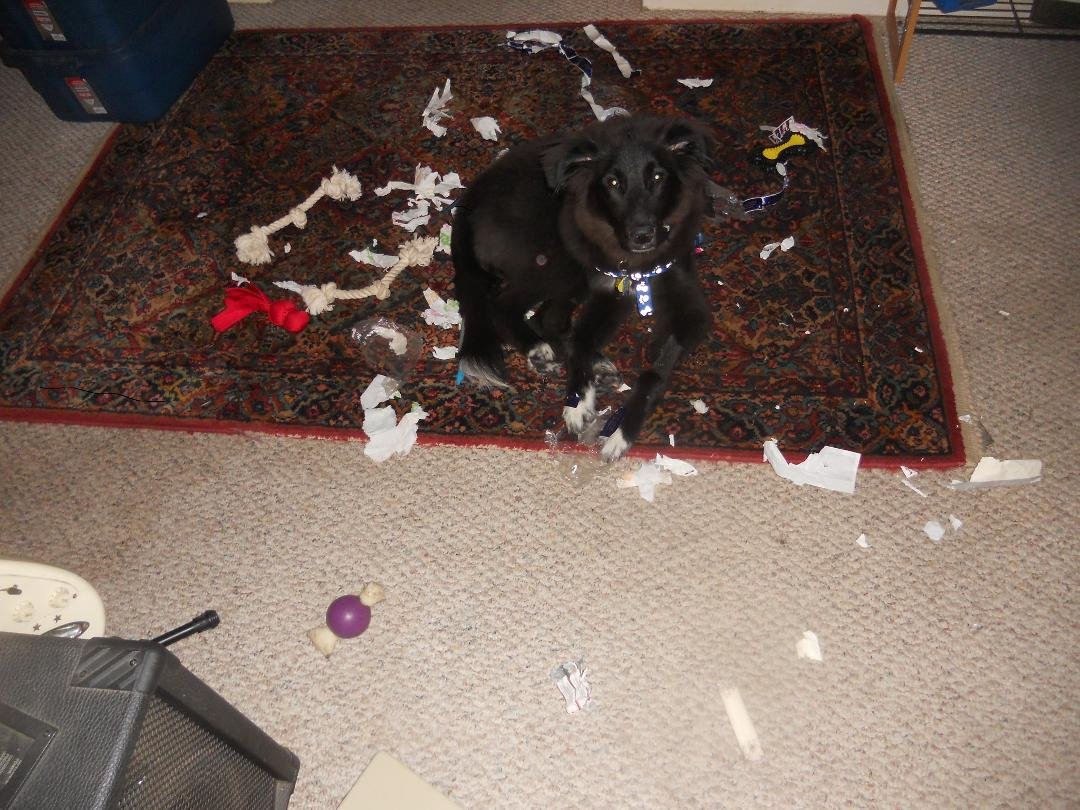 Morgan's fist night in his new home, 12 years ago. Now he's the old Man.