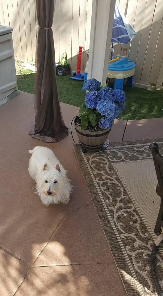 Cody enjoying the morning.