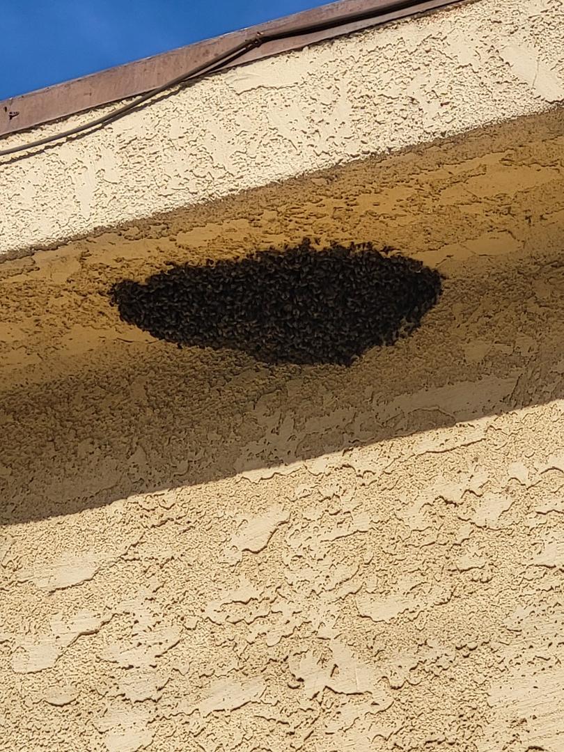 This showed up today around the corner from me. They are about 20 feet up.