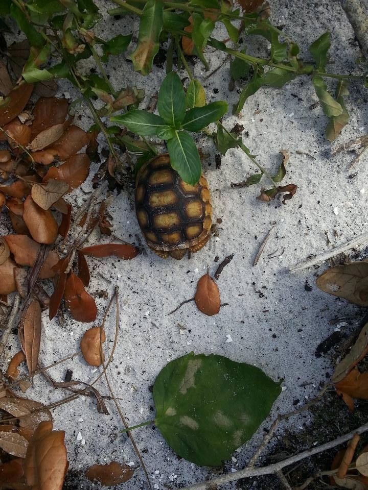 Baby gopher tortoise