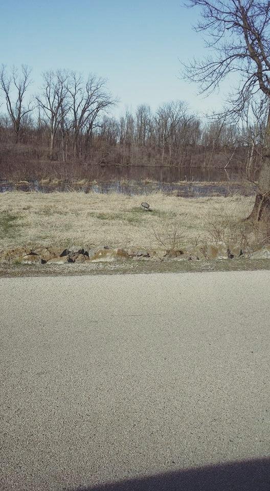 Gray spot in middle of pic is a sand hill crane guarding mate on nest