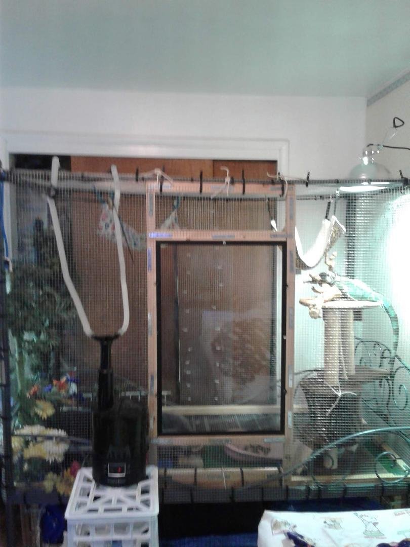 This is my cage set up for the person who wanted to see a cage set up and also its made from an canapy bed made of steal. And square medel fenceing. Takes up one side of my wall this single bed childs frame of a bed..used z
