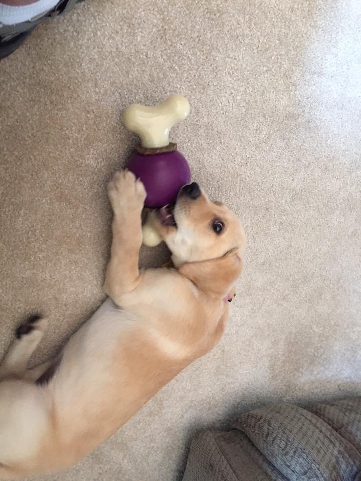 New toy that keeps Daisy busy chewing on the treats instead of me!