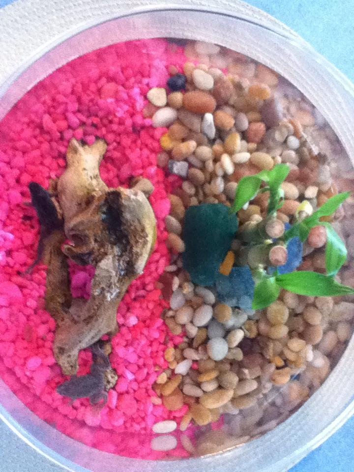 The mini frogs my grandsons gave me are going on their third year of living with us, today they are now clean and happy