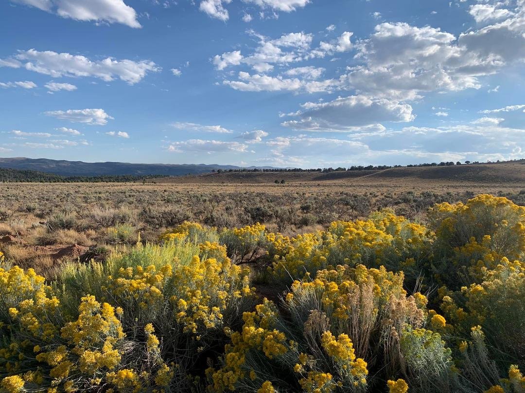 Went to visit the property and Rabbit Brush is in bloom.