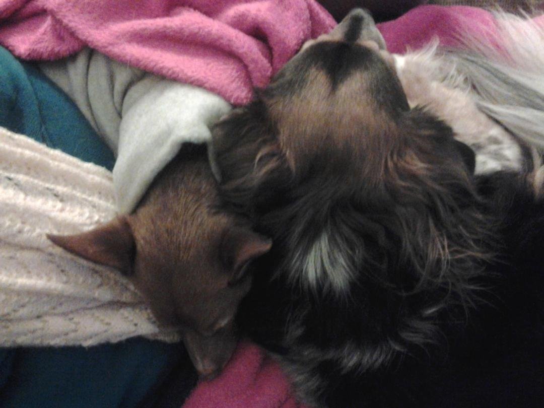 Lap Lumps :)