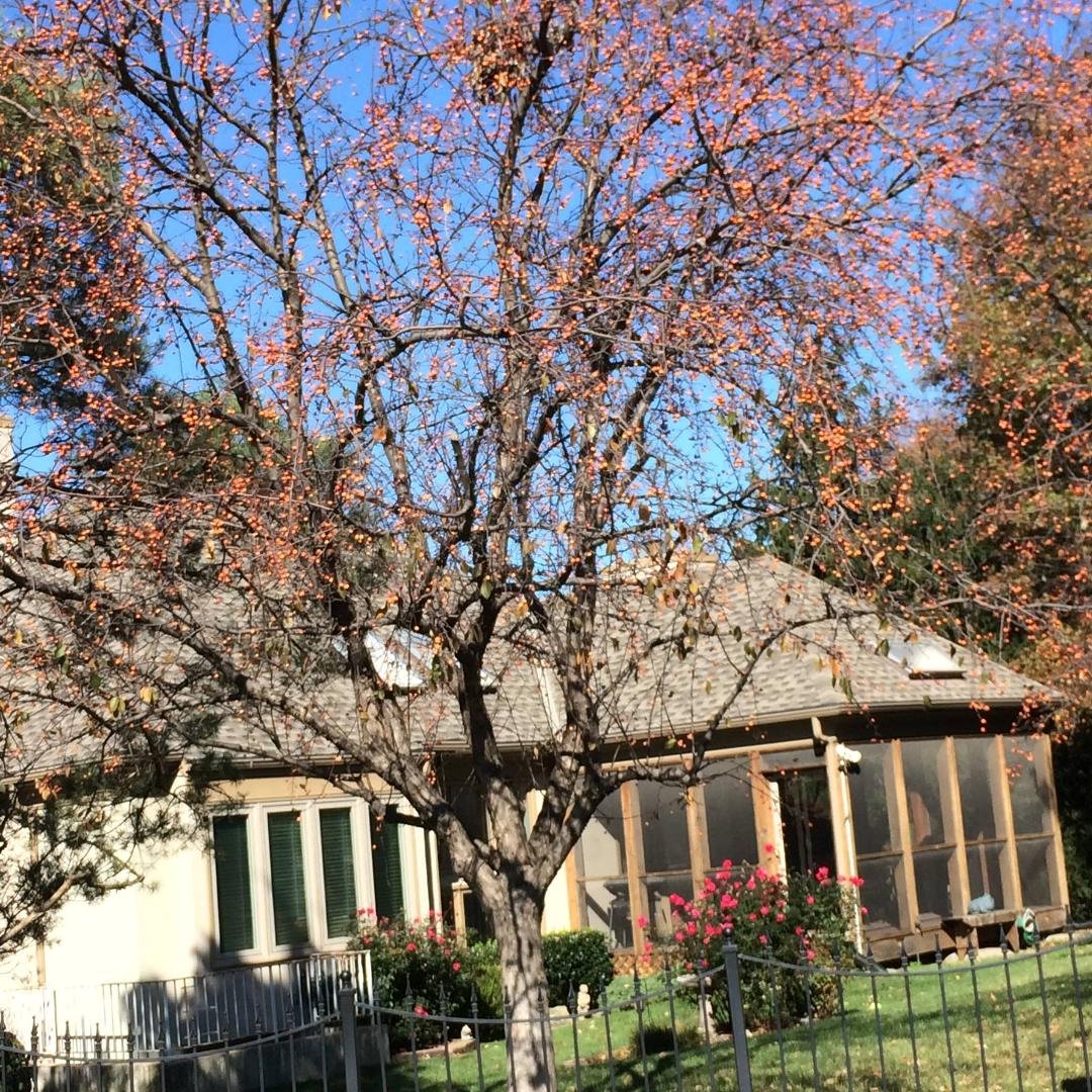 Trying to identify this tree. 30-40 feet tall and loaded with lots of orange berries just