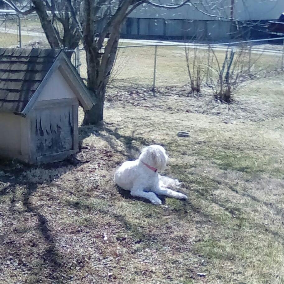 This is Day 2 of the 10-day Dog Challenge.
I was nominated by Brenda Zobeck to do the 10-day Dog Challenge. Every day, I will select an image from a day in the life of my dog or a proud moment as a dog owner.
Post it withou