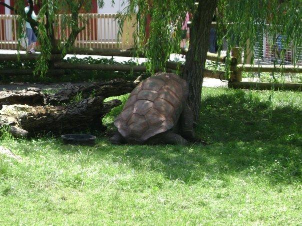 the casanova of tortoises.
There are two tortoises in this picture, can you spot the other one?