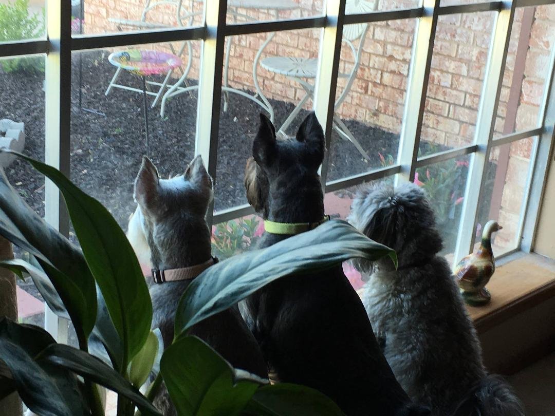 My two fur babies and their puppy cousin are watching the birds.