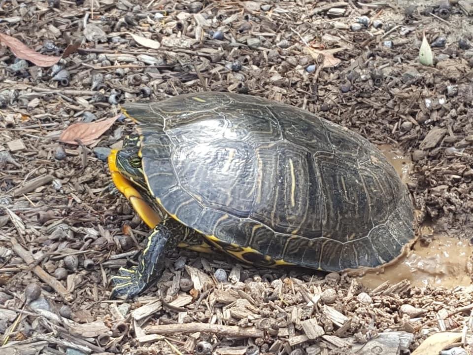 Back at home I found a turtle laying eggs near the pond.