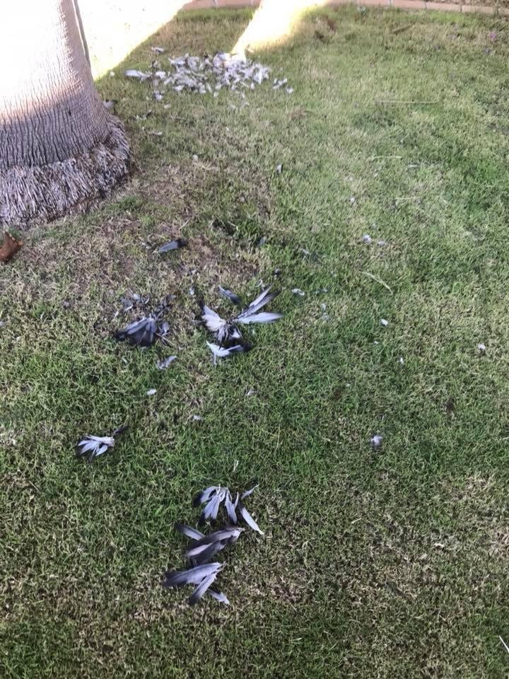 A hawk had a dove breakfast in our yard this morning.