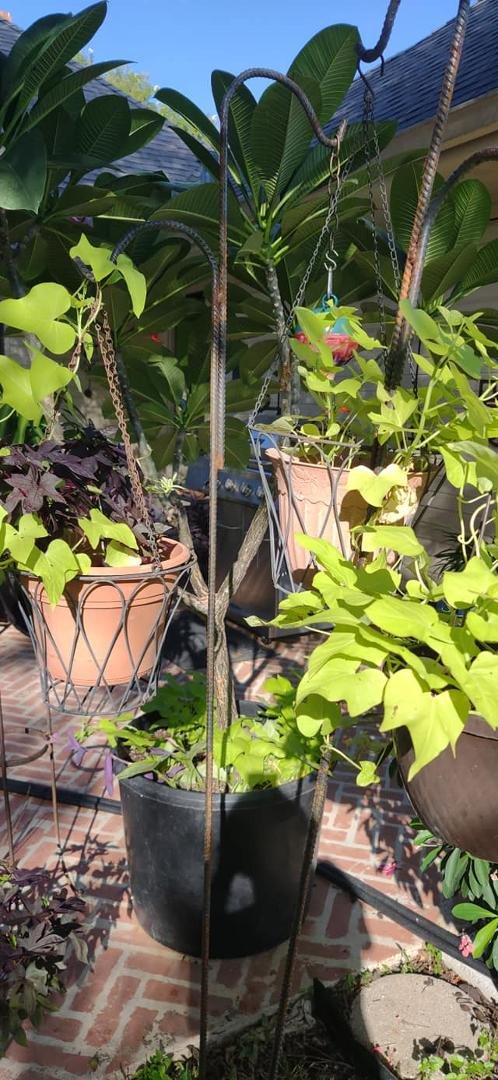 Sweet potato vines