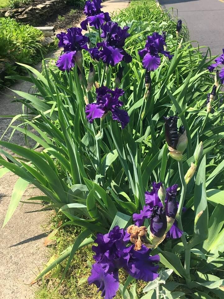 My neighbor’s beautiful blue irises. (5/19/2029, 3:23 pm)