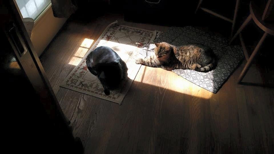 Cats enjoying sun