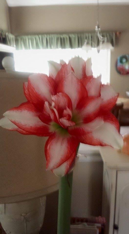 This is one of the prettiest amaryllis I've ever grown. Bi color double exotic peacock from American Meadows.