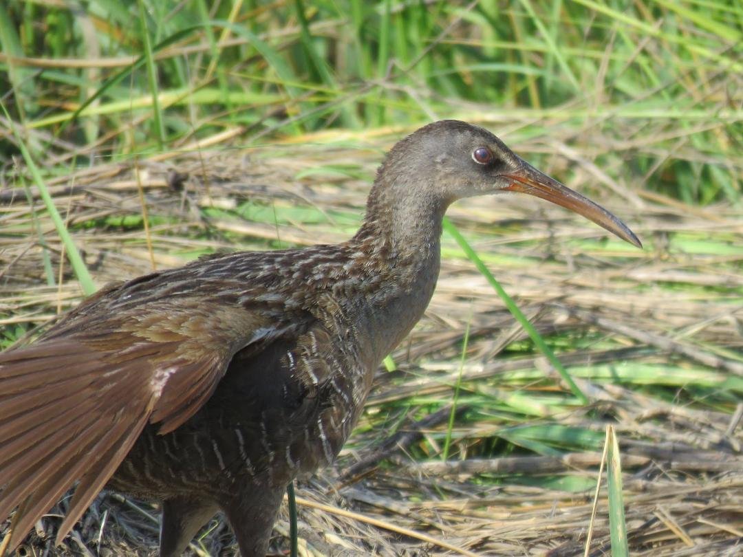 Very cooperative Clapper Rail at Shell Mound yesterday. There were a few Frigatebirds around and about 35-40 Swallow-tailed Kites circling above SR 24 just west of the Wacasassa River.