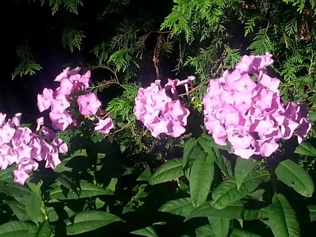 Susan Mallatratt's album, Timeline Photos