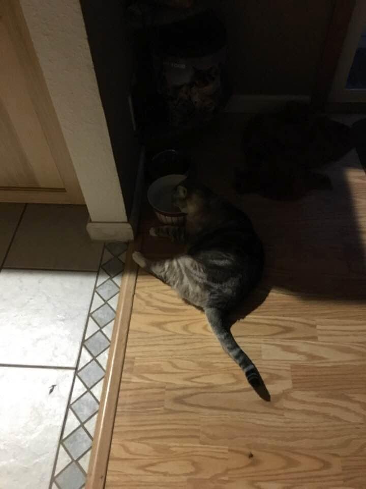 The ultimate laziness!!! Laying down to drink water.....