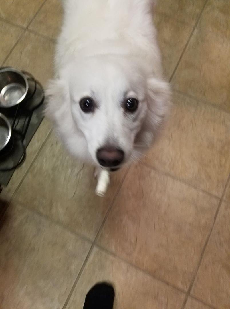 Bear walking around with a rawhide in his mouth!