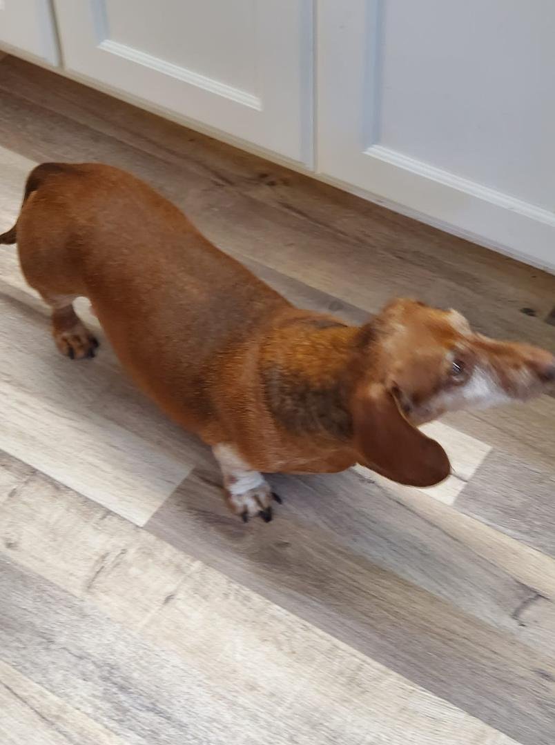 No groomer for the old man