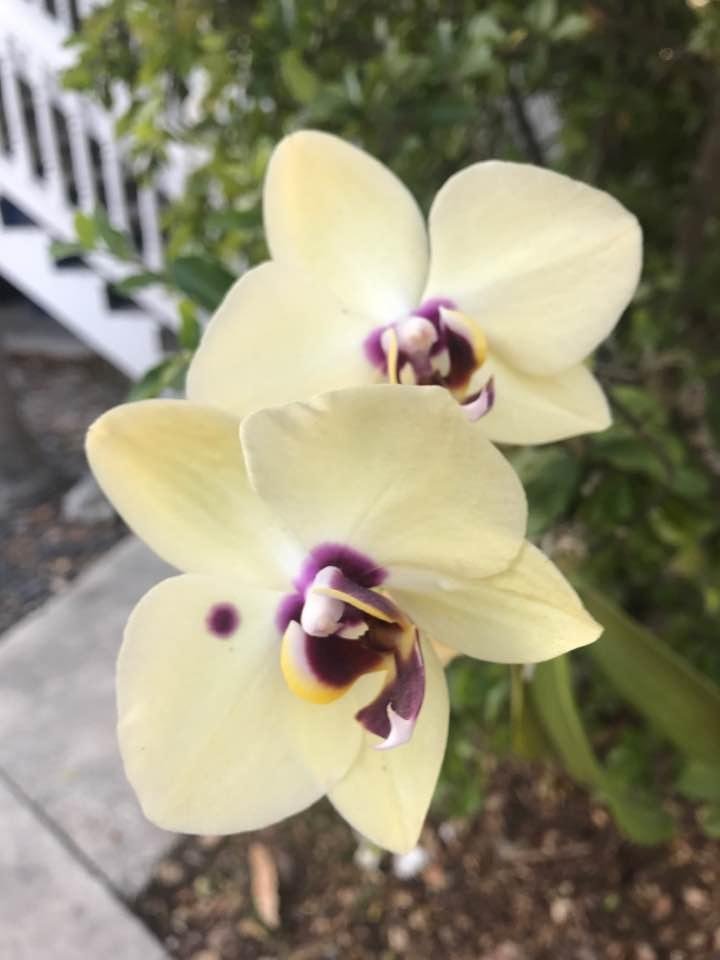 Check out this orchid on a tree at our condo