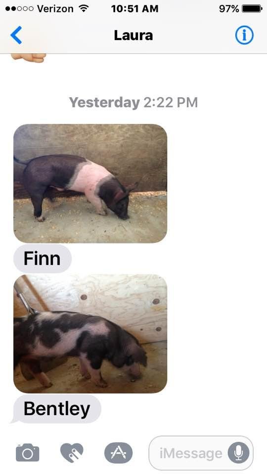 Congratulations to my granddaughter Faith on the "delivery" of her four legged boys Finn and Bentley.