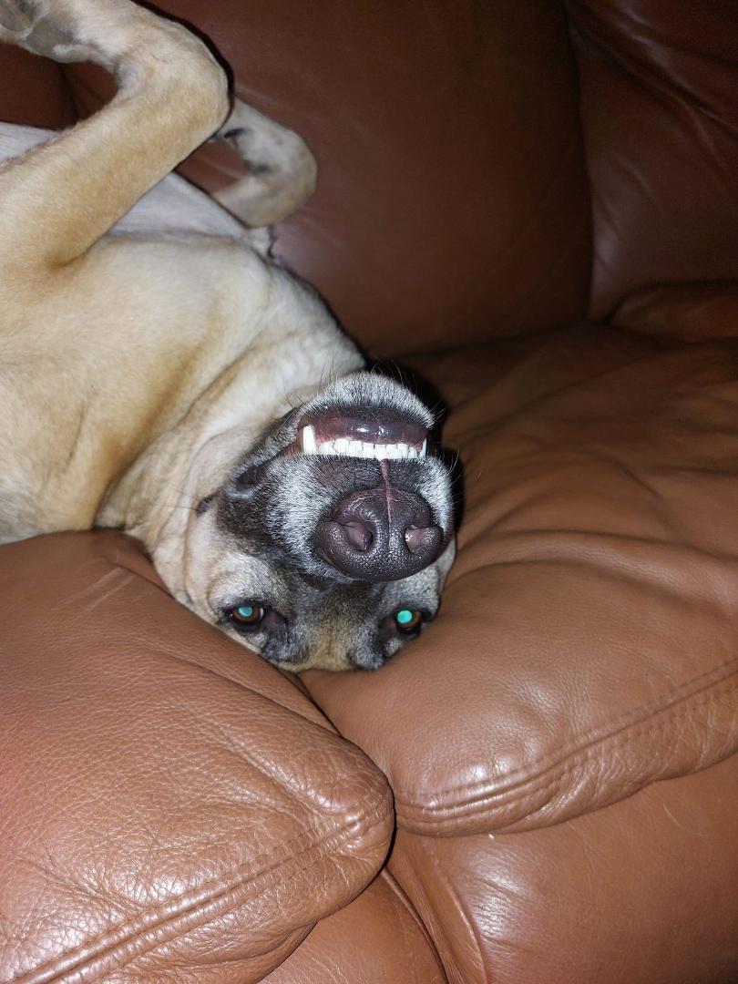 This is what I deal with daily! At least he's not barking.