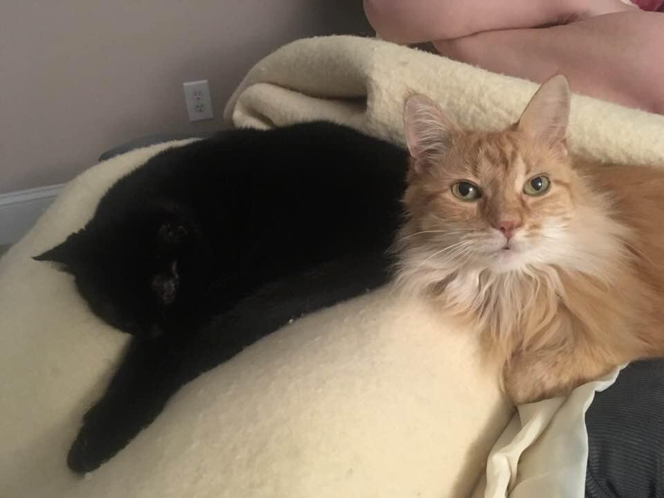 Double kitties, inches apart, not fighting, sucking up the heat.