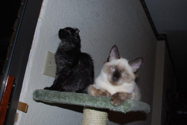 Emi wondering what she can climb up on next. Eli is such a picture ham.