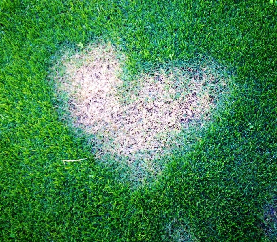 Awww my dog loves me.. He peed me a heart!!!