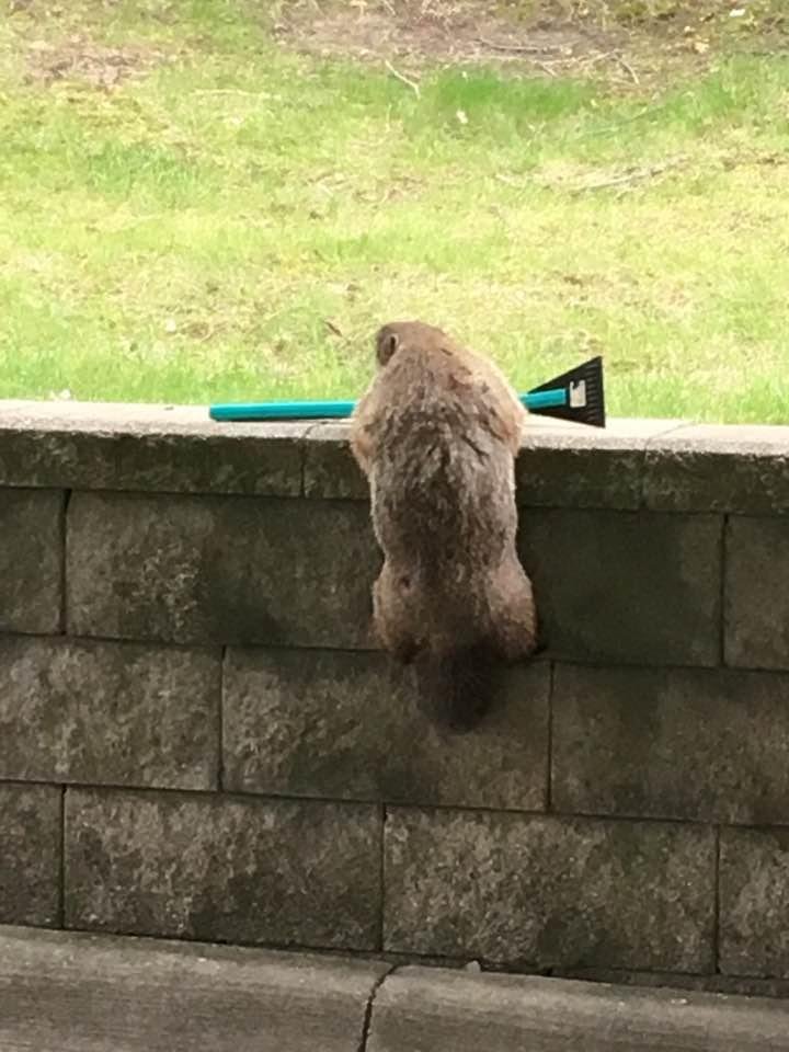 Tried leaving the apartment this morning and had a little delay. Apparently Mr Ground hog decided that he was going to nap under the car. Took 25 mins to get him out