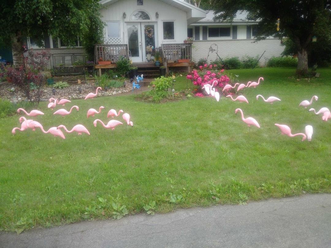 Woke up to find a flock of flamingos on my lawn, thanks to my Darlin ', Barb. Thank you for all the birthday wishes folks. As Dawn alluded, now I'm looking forward to the seniors ' discounts!