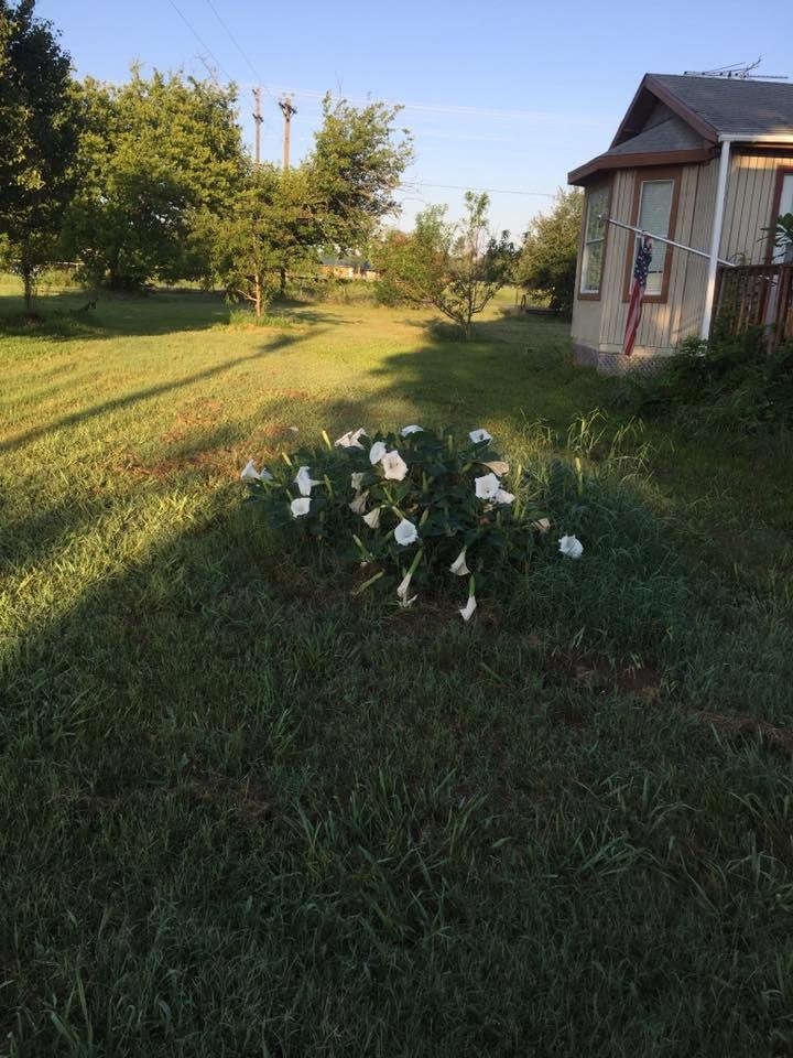 My moon flowers were still open at 8:00 A.M. this morning.  Sun had not hit them yet.