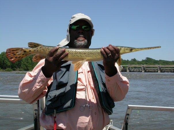 Small Long Nose Gar on the Illinois River