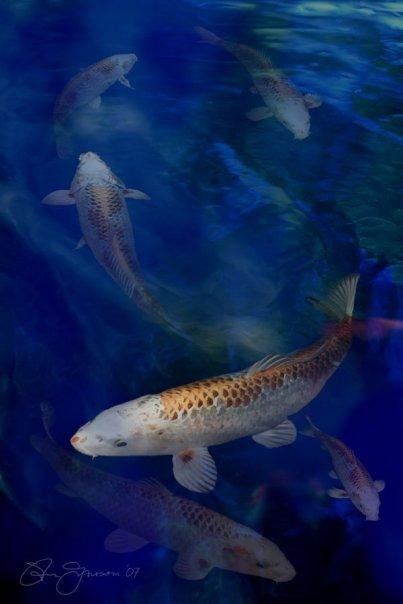 Photoshop illustration I did in 2007 of koi fish in our back yard pond.