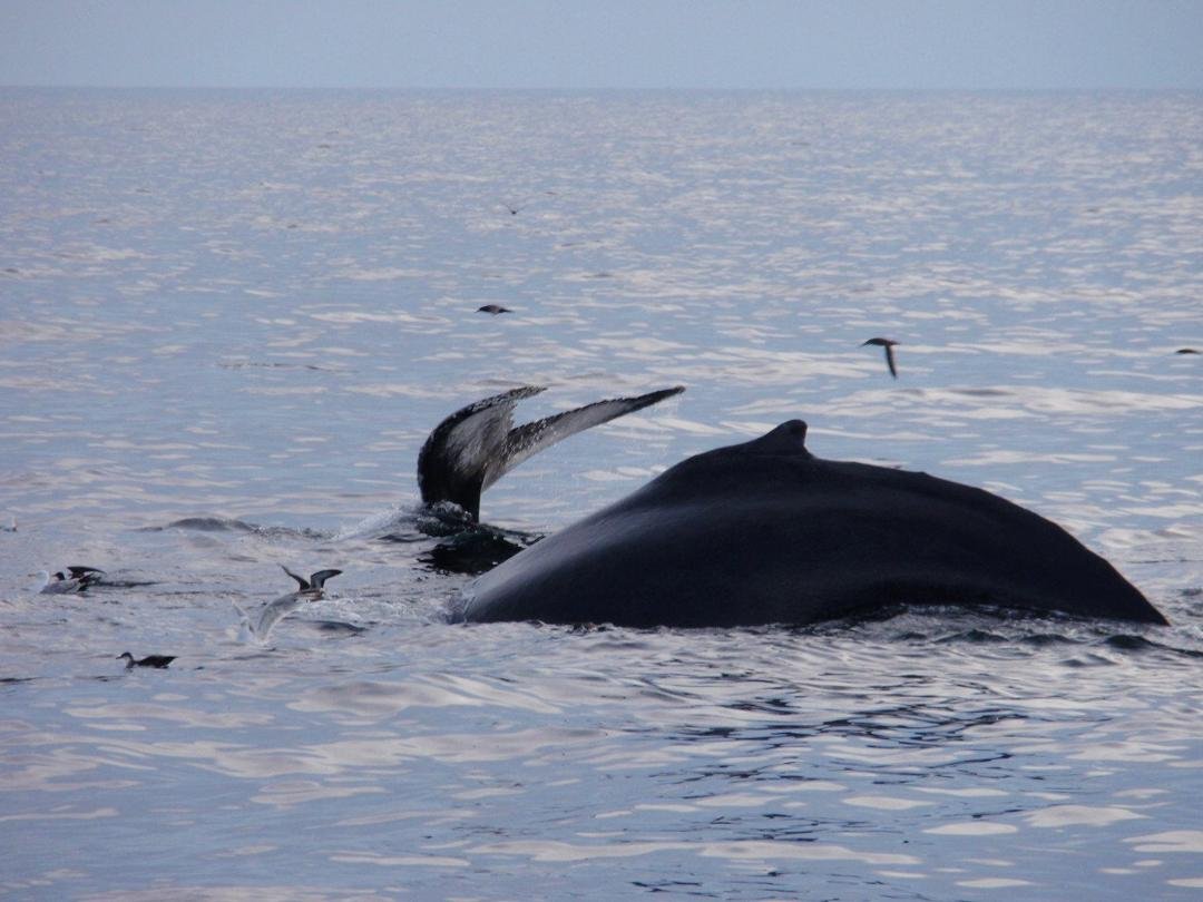 Two whales diving