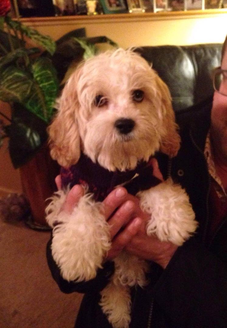 After a great vacation looking forward to coming home and seeing our daughter, son in law and granddaughter and NEW PUPPY BENTLEY been away 2 weeks hope no ones grown too much lol
