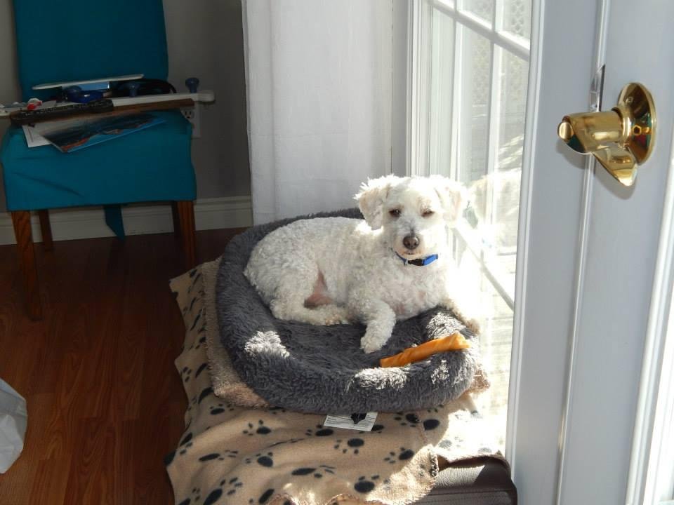 Snooperman on patrol from the dining room .