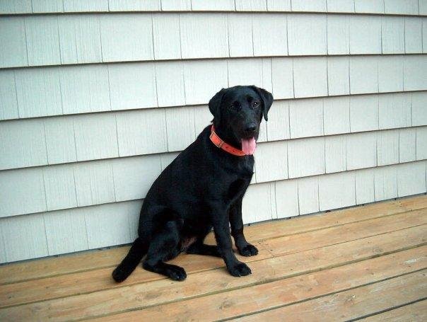 Josie about 7 months old