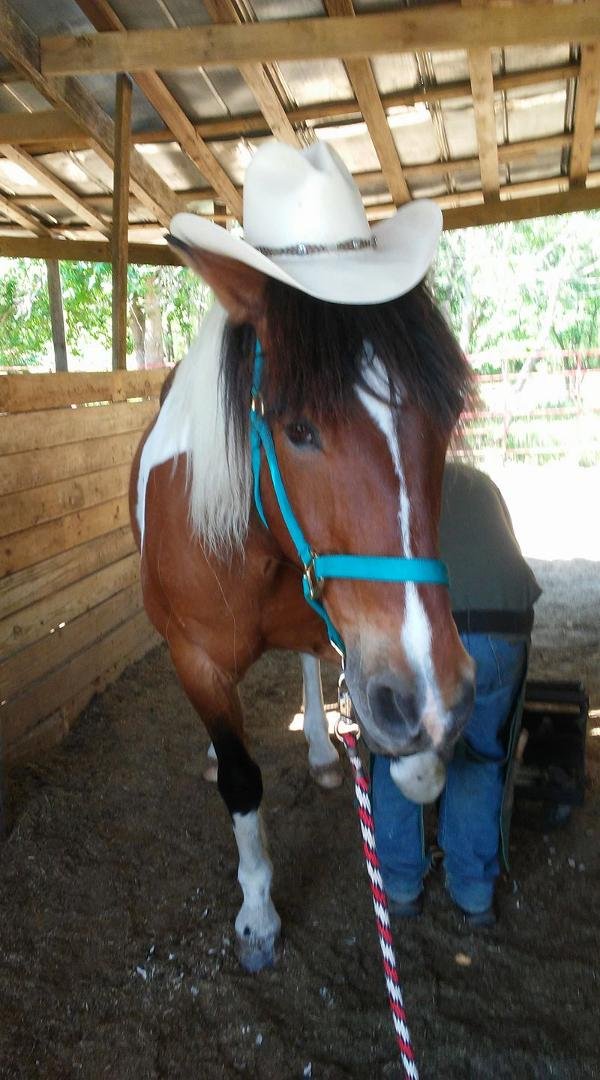 Cochise modeling Steve's hat! Cochise said the hat looks better on him.