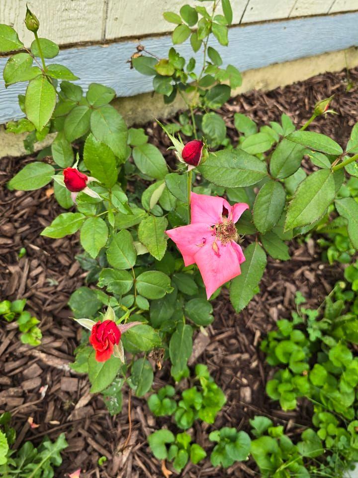More roses coming soon 😍♥️⚘️🌹