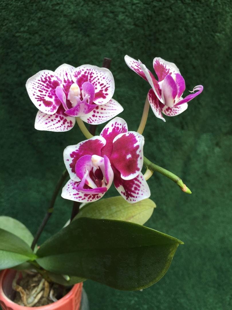 My min orchid bloomed after three years