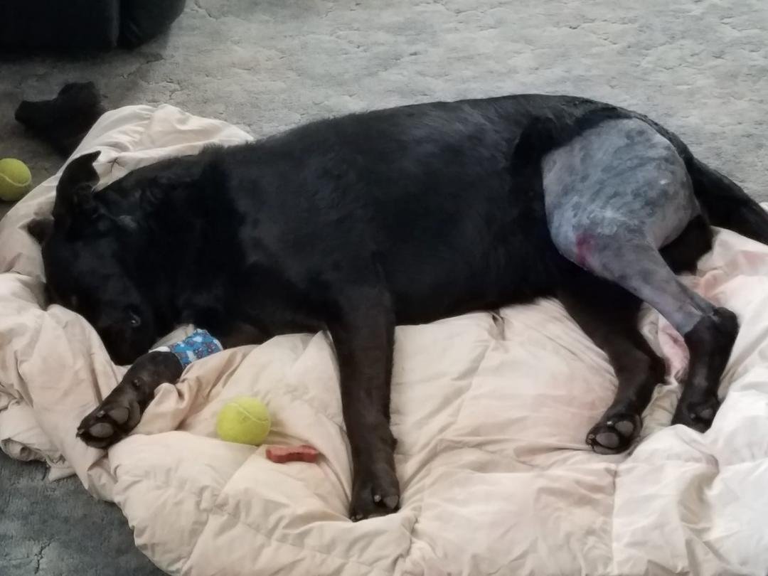 Sami is home after ACL OPERATION all went well🐕🐕🐕🐕