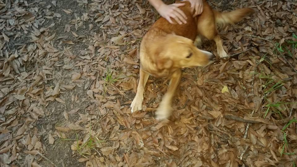 Found in Evadale a momma dog and 5 babies. Please message me if she belongs to you.