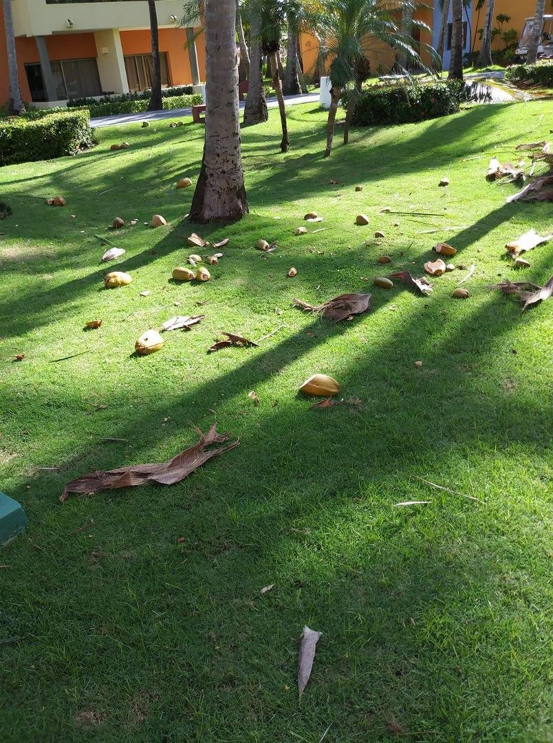 It rained coconuts last night