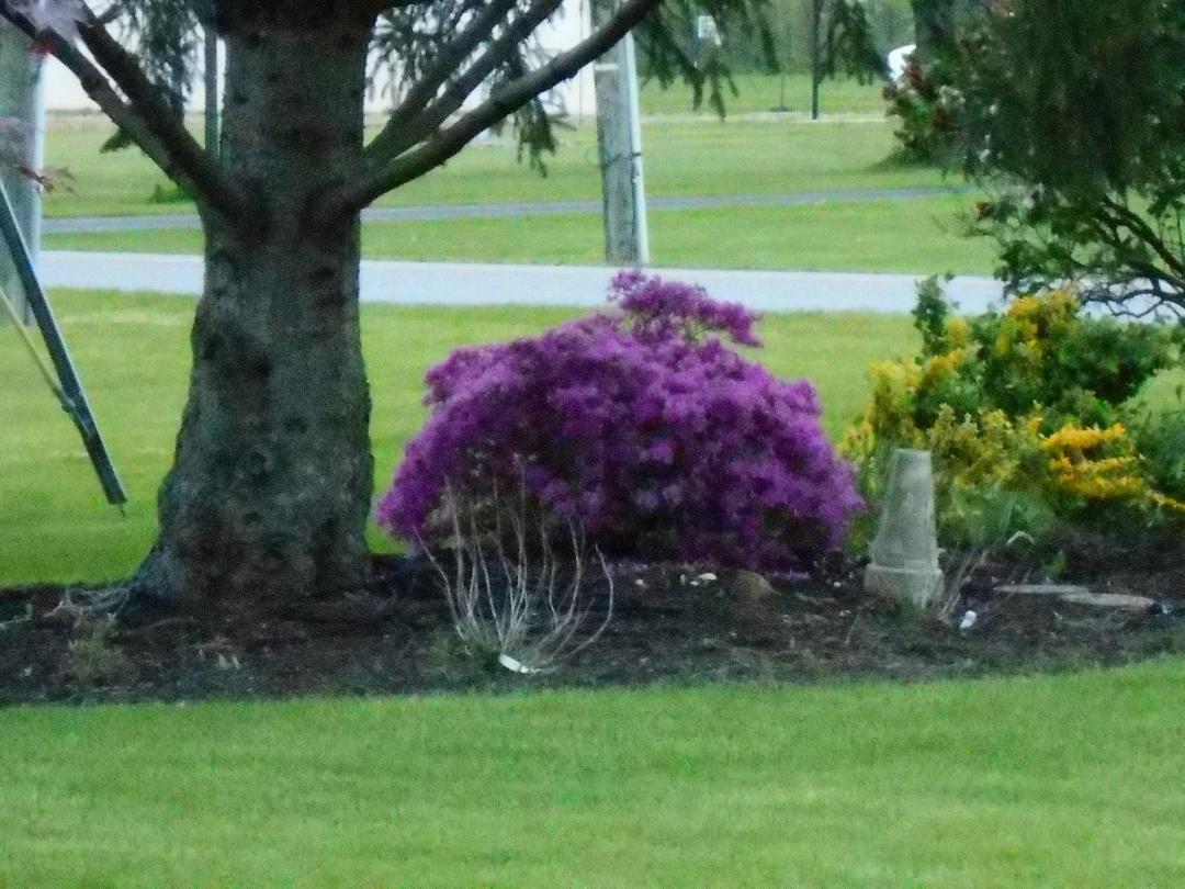 Azalea bush, we get people stopping by the house just to ask about the bush. Need to get some starters going and just give them away