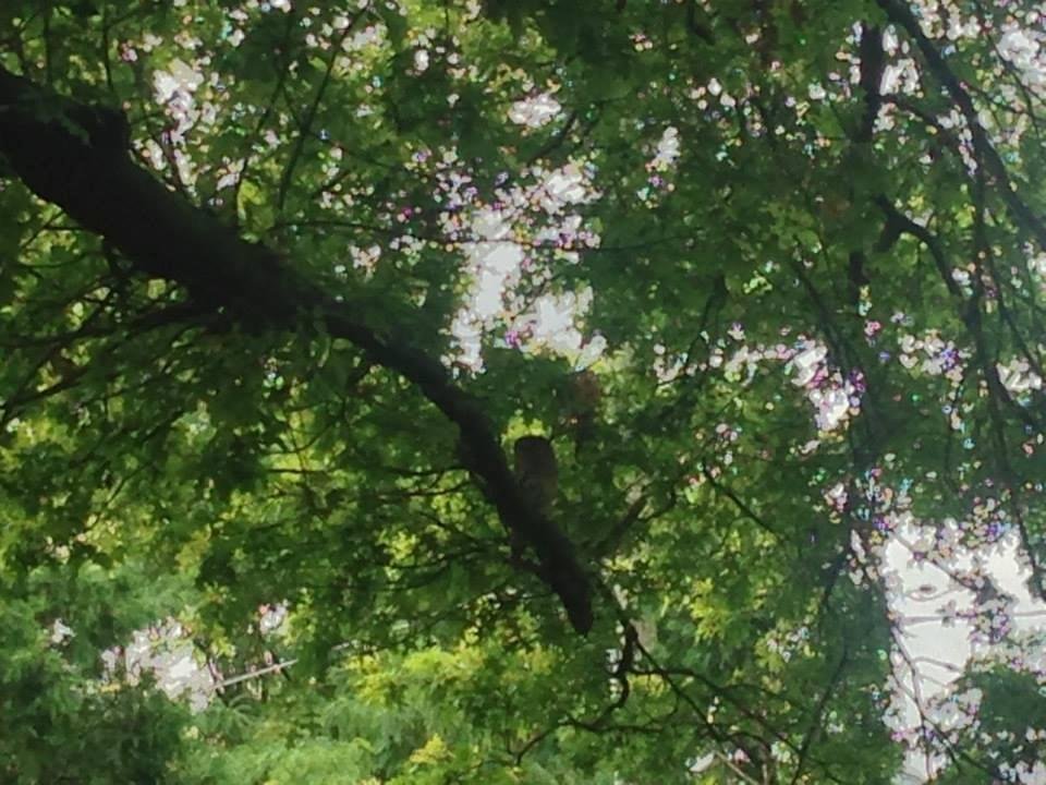 Can you spot the owl on the high branch of my tree in my backyard?!