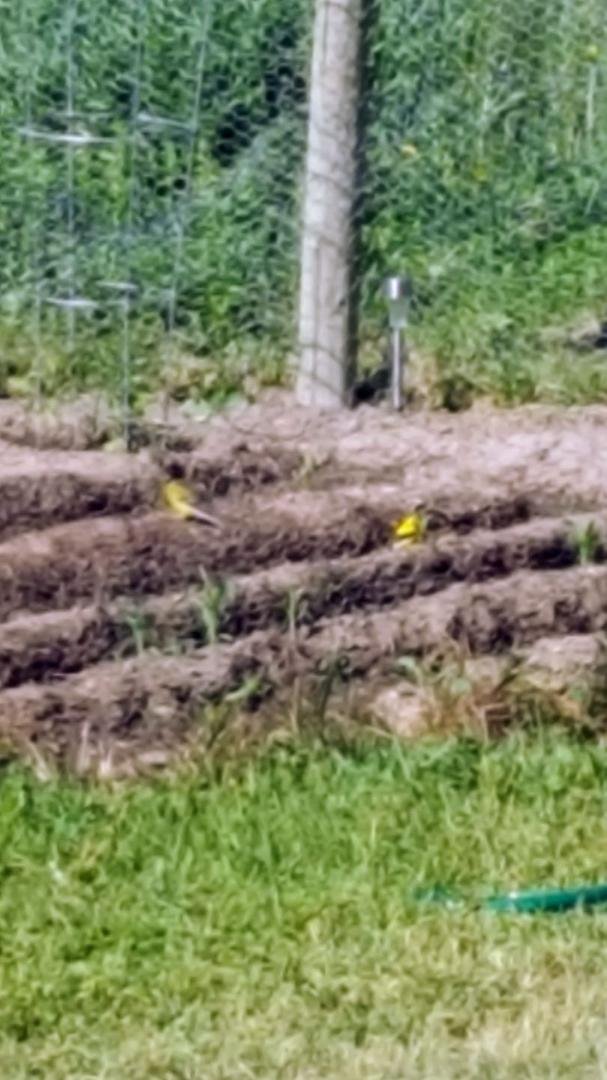 The newest addition of types of birds here.
Beautiful, tiny, yellow birds.
They're in the corn.